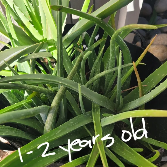 Aloe Vera Starter Plant Outdoor Indoor Home Grown Nature's Miracle Healing Gel - Picture 6 of 13